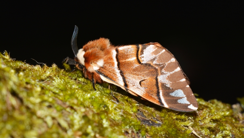 Endromis versicolora